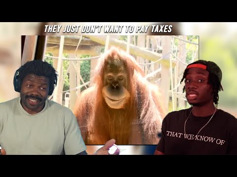 Orangutans are Terrifyingly Intelligent | The Chill Zone Reacts