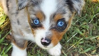 blue merle toy aussie