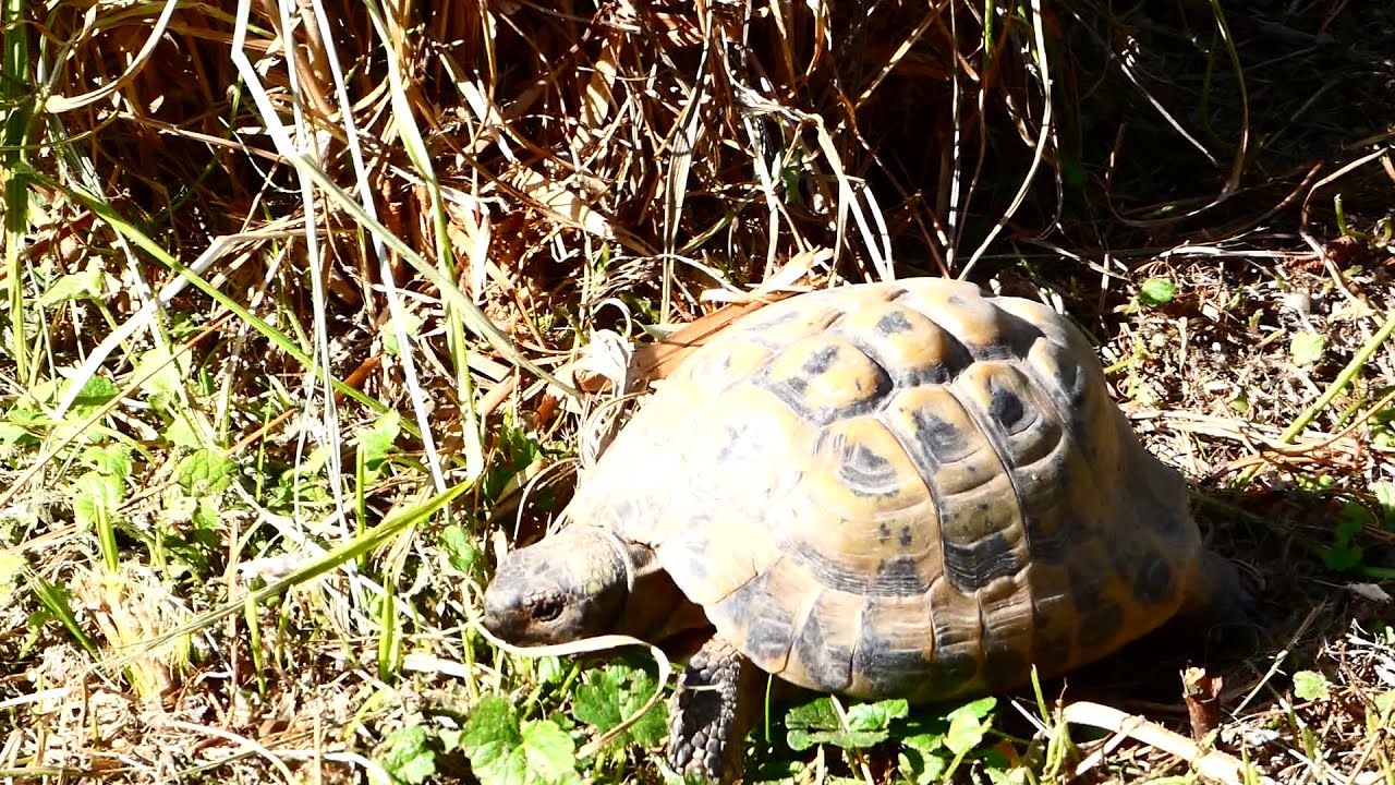 Blumengärten Hirschstetten, Landschildkröte Spaziergang, Schaugärten, Lumix dc-fz82/83