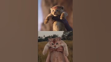 Thumbnail of The Kitty King #cats #shorts