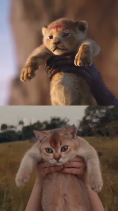 The Kitty King #cats #shorts