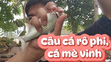 Tiếp Tục Hành Trình Câu Cá Rô Phi, Câu Cá Mè Vinh #thailefishing #fishing