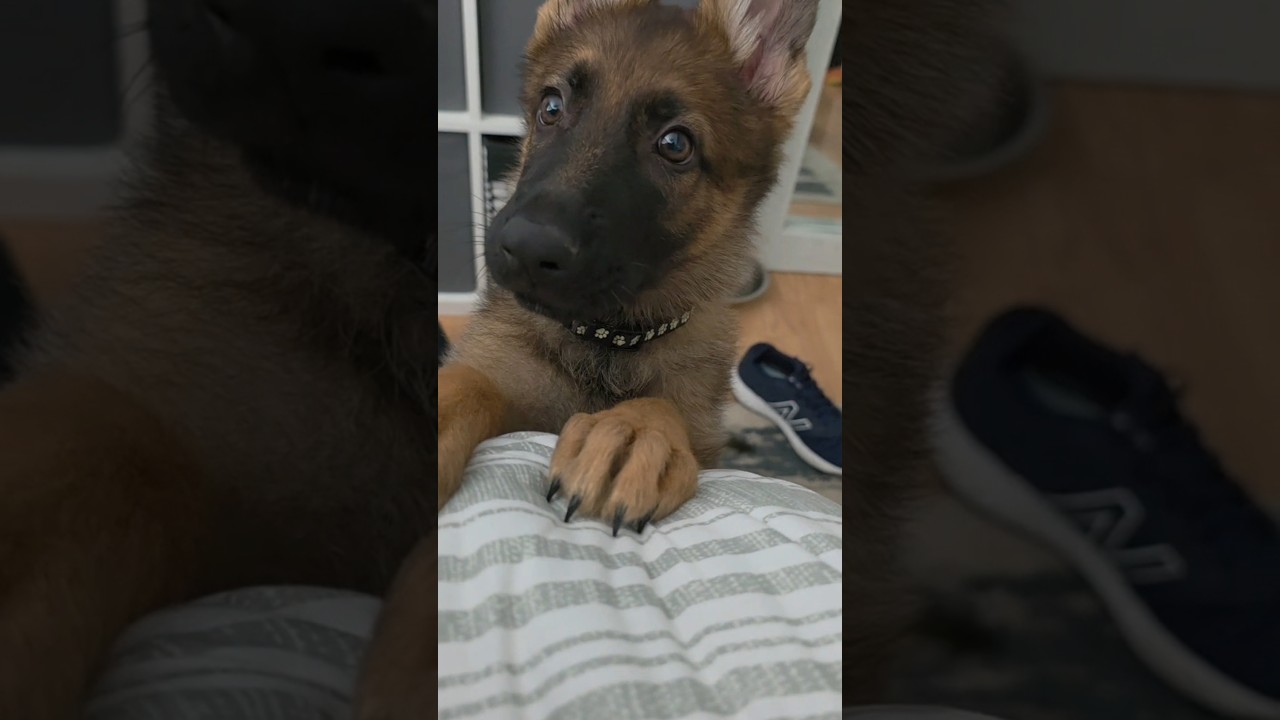 German Shepherd Puppy Being… Well, a Puppy 🐾😂