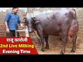 राजू कारोली 2nd Live Milking (Evening Time) @ Rewari, Haryana