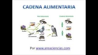 Cadena Alimentaria o Trófica