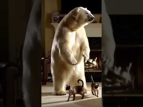 الدب القطبي في المنزل مع القط الصغير Cat كرتوناطفال اكسبلور كيدز Catstagram Cartoon Cute