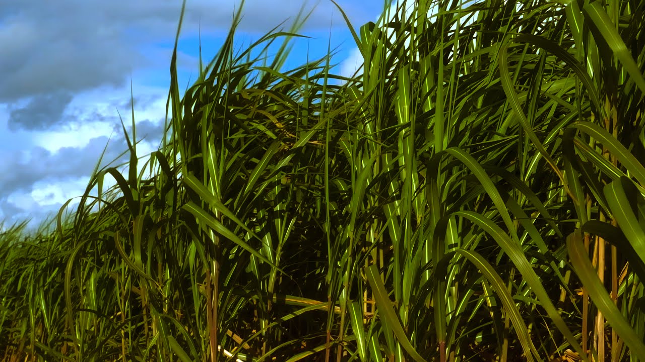 Peace Through Movement