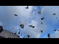 Лёт Николаевских голубей в порывистый ветер 1.12 .19 г .