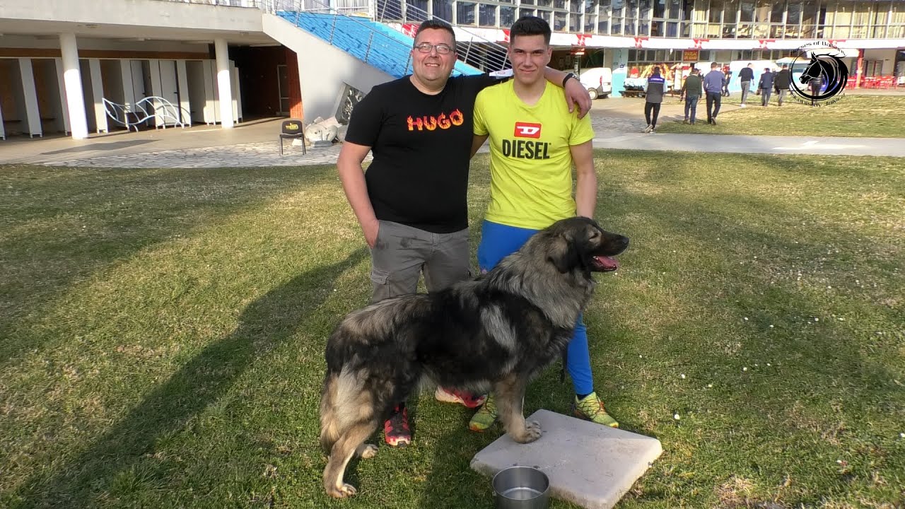 - ŠARPLANINAC JE TEMELJAN PAS I NIJE ZA SVAKOGA -