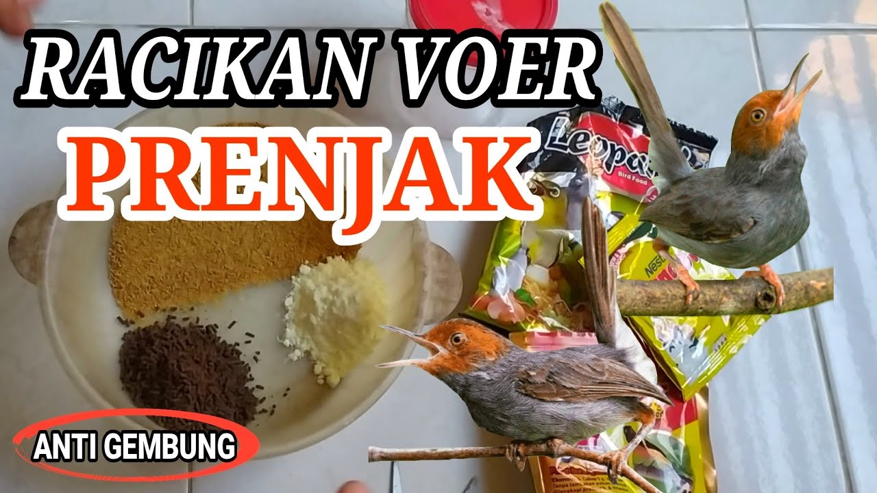 Racikan Voer Prenjak Anti Bikin Gembung !!