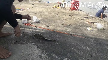 Câu cá  ngát  dưới trụ cầu mỹ lợi .cá ăn  mạnh  lúc  nước những lớn