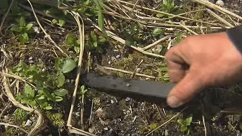 What's in this Midden?