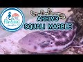 SQUALI MARBLE DISPONIBILI !!!