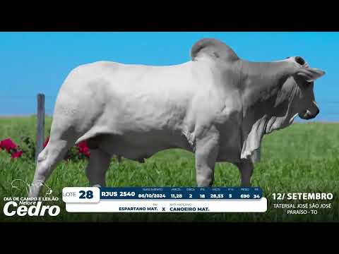 Lote 28   RJUS 2540