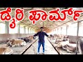 Modern Cow Dairy Farming - Cow Milking Technology Machine - Smart Dairy Farm kannada