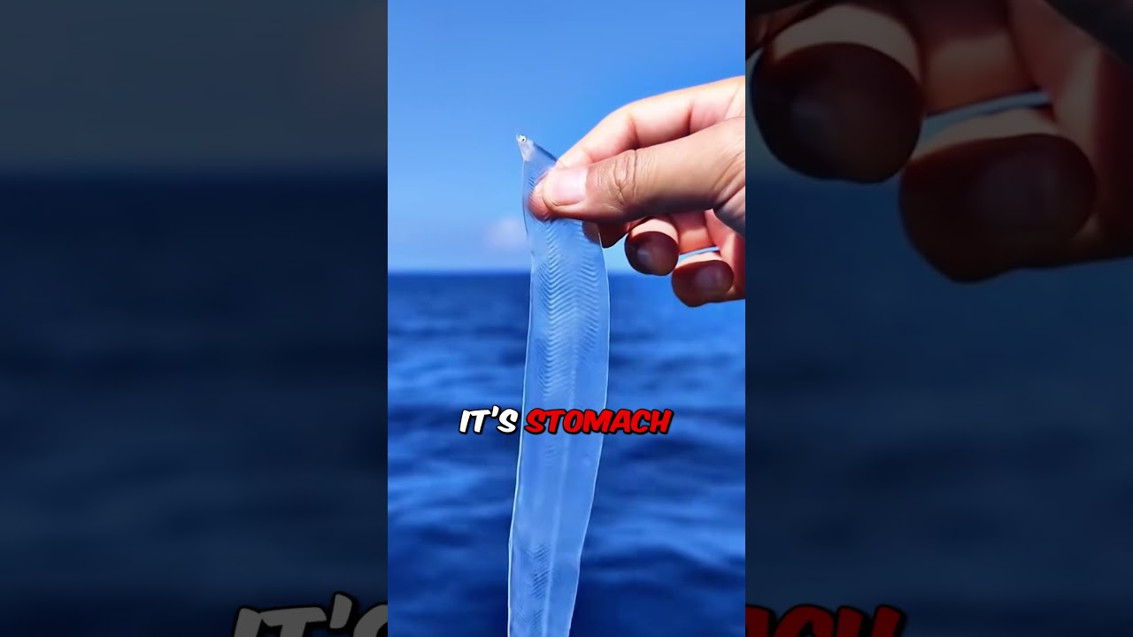 This Fish Is 100% Invisible 👻🐟 #shorts