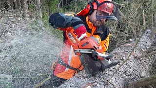 Little Harvester is back! Complete tree processing with a chainsaw!