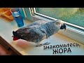 ТАТЬЯНА И ОЧАРОВАТЕЛЬНАЯ ЖАКО ЖОРА (ЖИВОТНЫЕ ДРУЗЕЙ КАНАЛА)