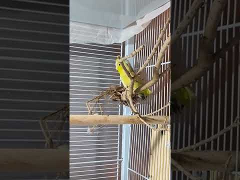 باروتليت Parrotlet Bird
