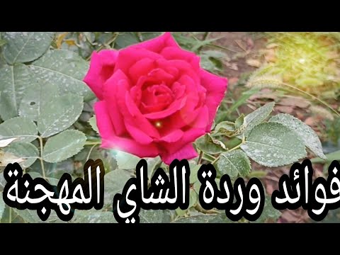 وردة الشاي المهجنة
