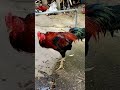 The Rooster 🐓 in the yard