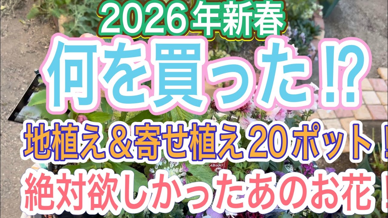 【ガーデニング】【爆買い】2026年初めての爆買いで何を買った⁉︎待ちに待ったあのお花をとうとうゲットしてきましたよ👍【冬の花】