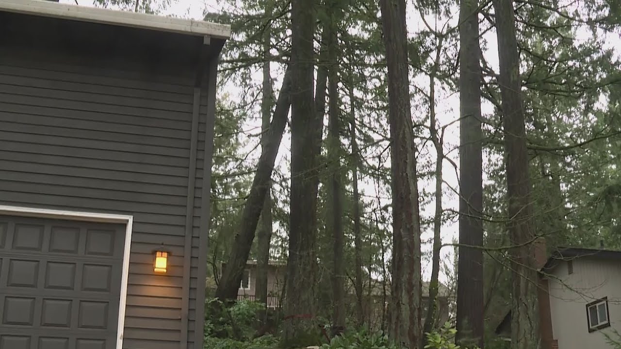 Partially uprooted tree threatens Lake Oswego homes after winter storm