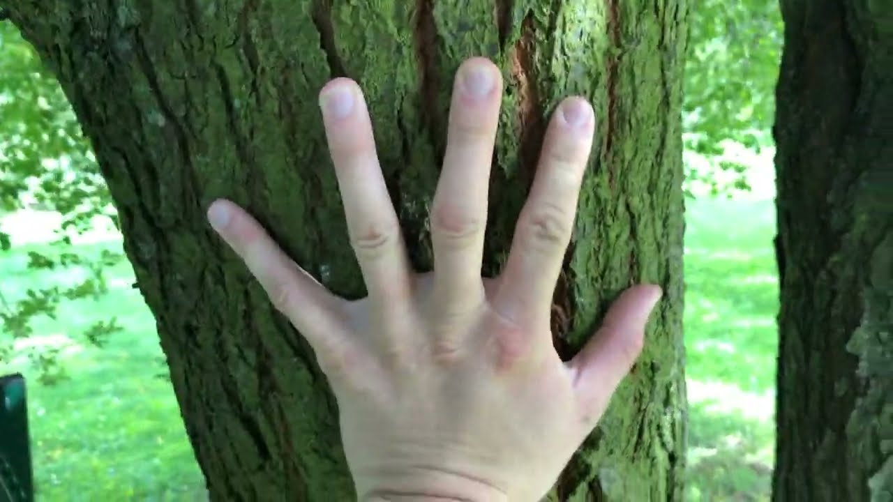 Ein uraltes Exemplar einer Kirschpflaume (can eriği)