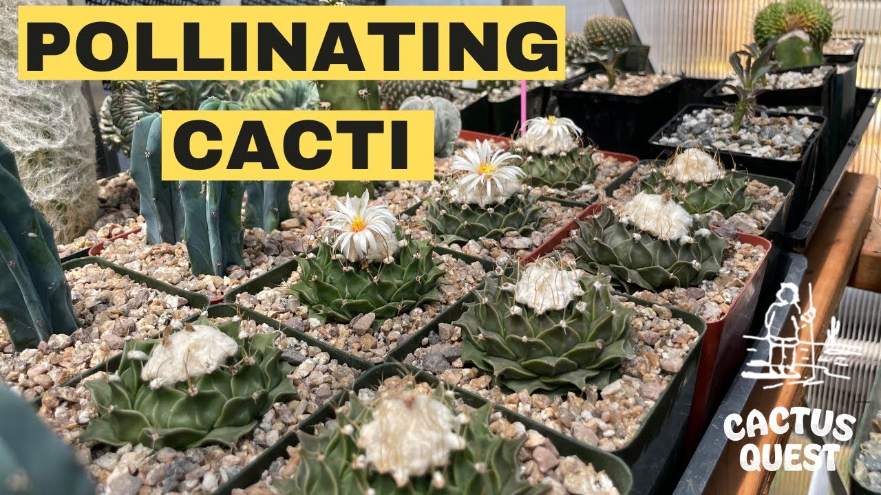 How to pollinate #Cacti using makeup applicators: Short and sweet.
