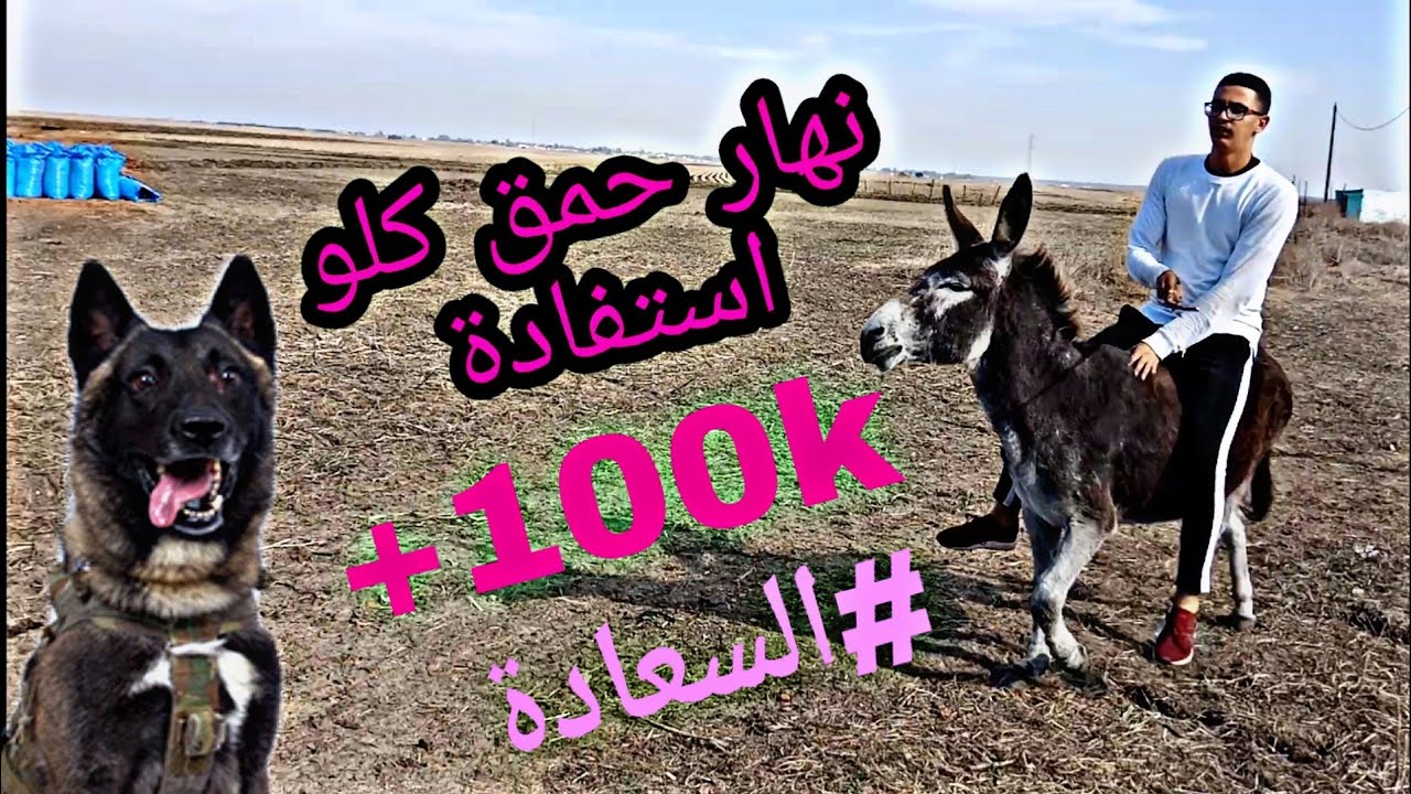 أحسن نهار دوزت انا و مافيا مالينوا عند لالة حادة ف العروبية ❤ و ها كيفاش تعلم كلبك يجبد الحشيش