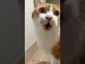 私に対しての甘え方が雑すぎる猫。