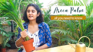Areca Palm Care: I have been hoarding this Plant for last 4 years! | Garden Up Basics | Ep. 12