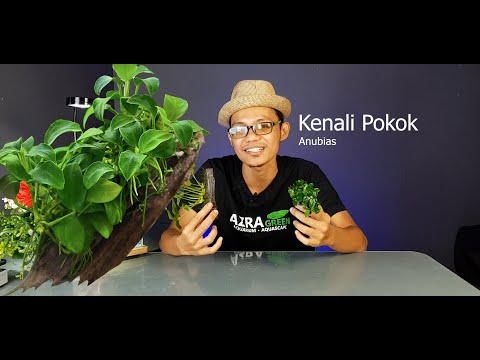 Video: Maklumat Pakis Air Afrika - Petua Mengenai Penjagaan Pakis Air Afrika