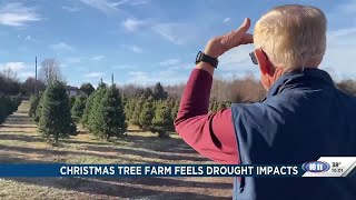Lincoln Christmas tree farm faces down drought conditions