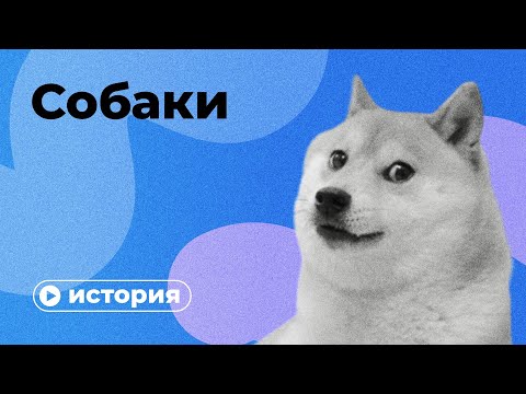 Видео: История собаки