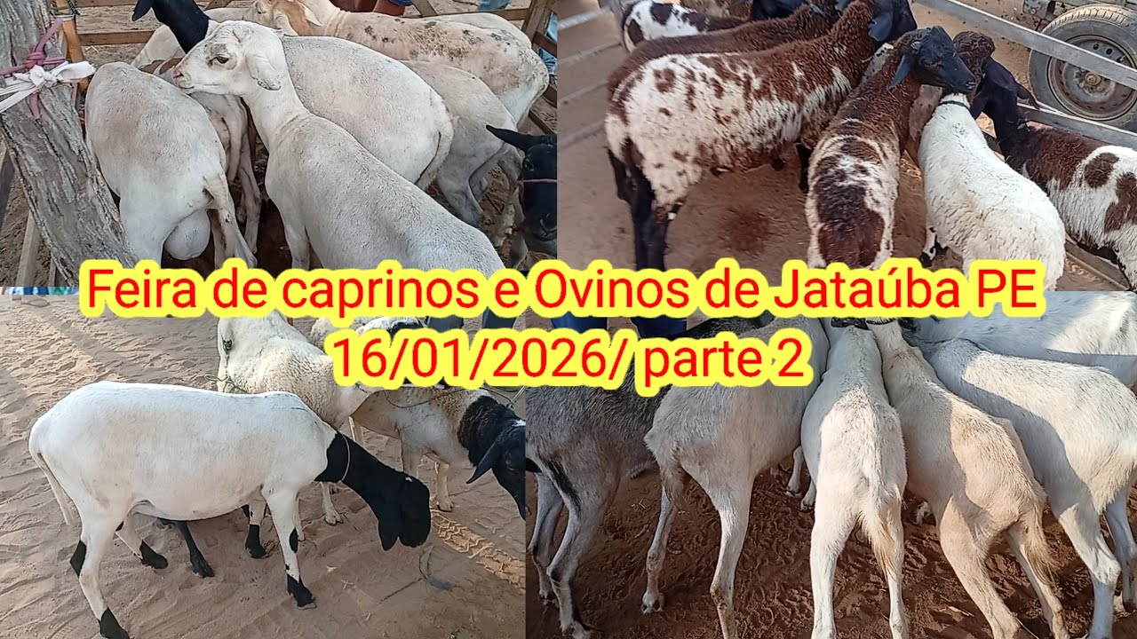 Feira de acessórios de Jataúba PE 16/01/2026/ parte 3