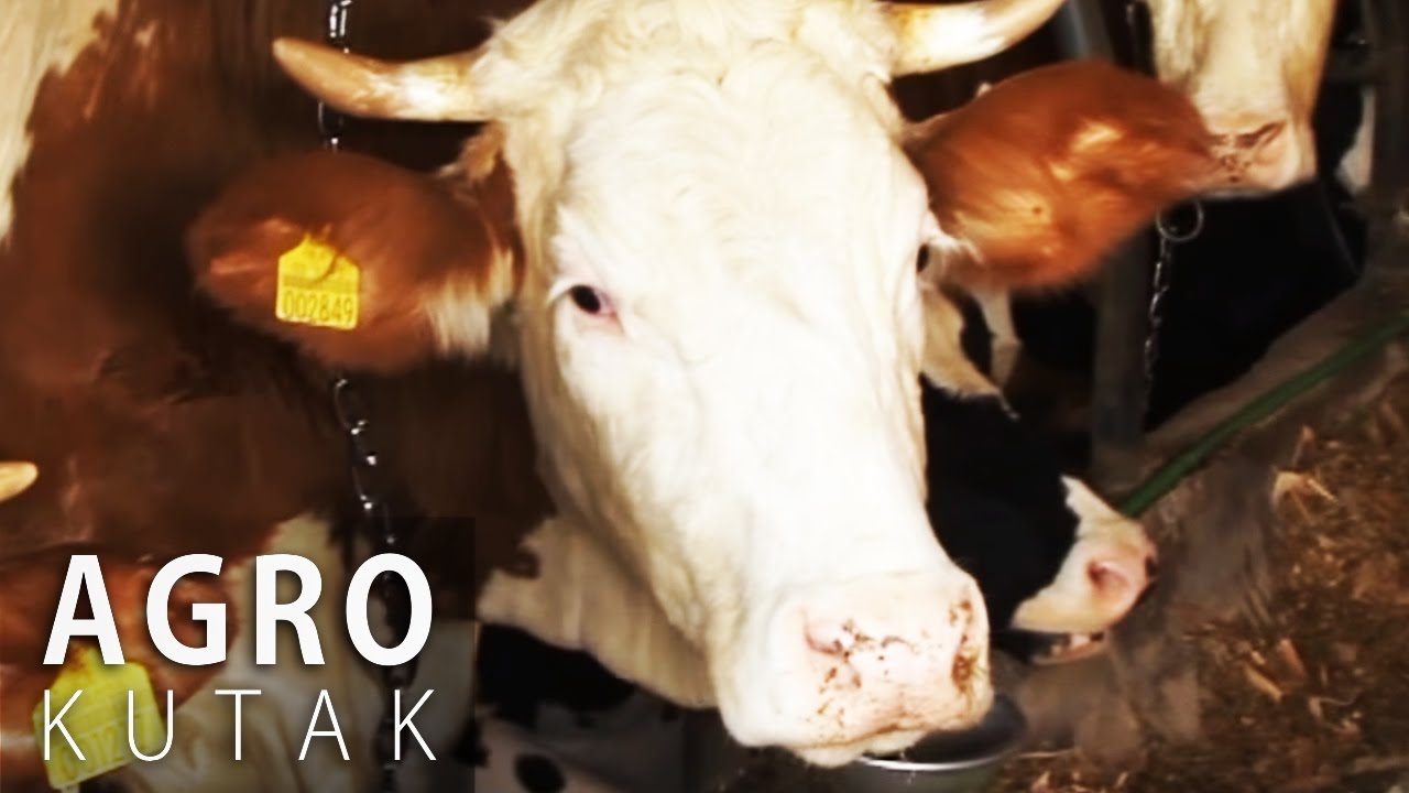 Agro Kutak 25 - Stočarstvo