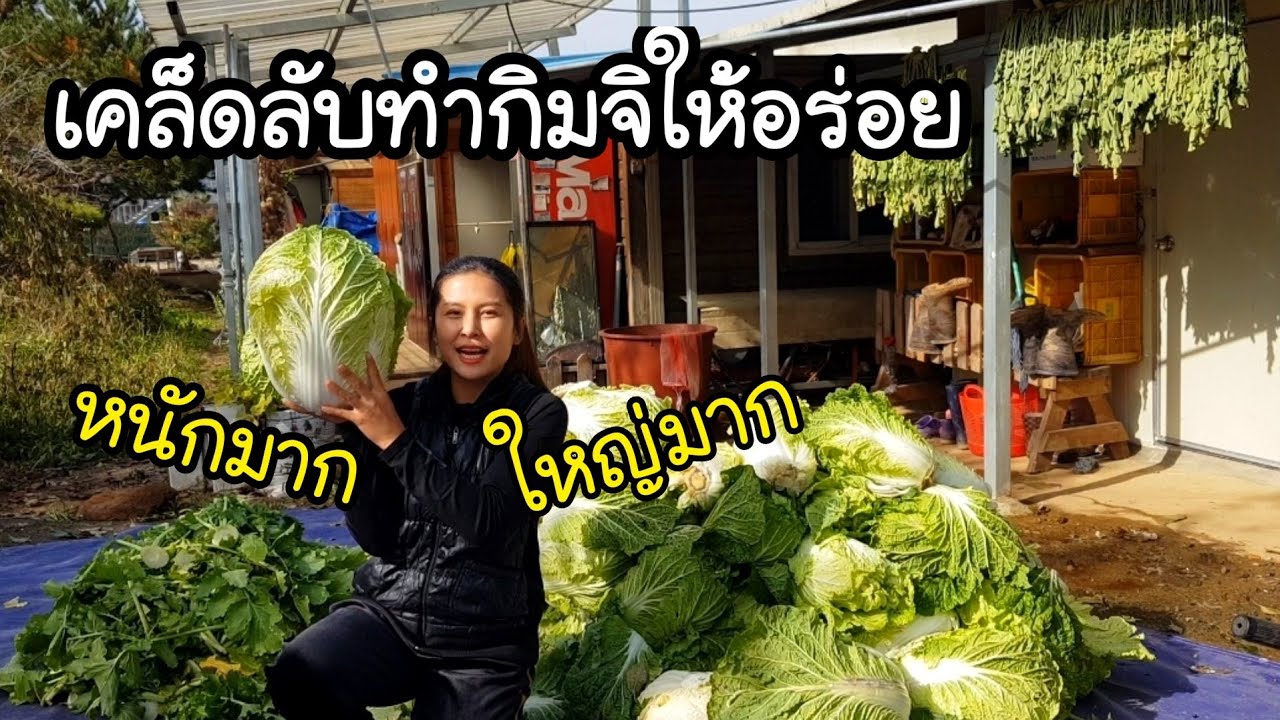 วิธีทำกิมจิให้อร่อยสูตรเเม่ย่า EP.242 พร้อมเคล็ดลับหลายๆอย่างนำมาบอกต่อ