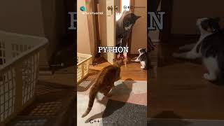 O poder da programação em Python