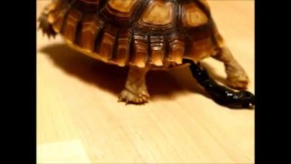 Tortoise Pooping