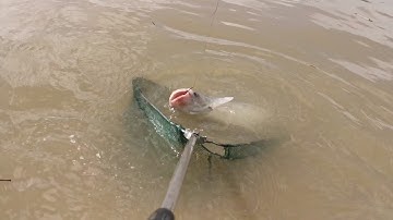 Câu Cá Tra Cảng Cái Cui Cần Thơ | Minh Fishing 83