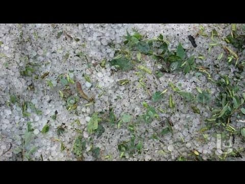 სეტყვა თელავში