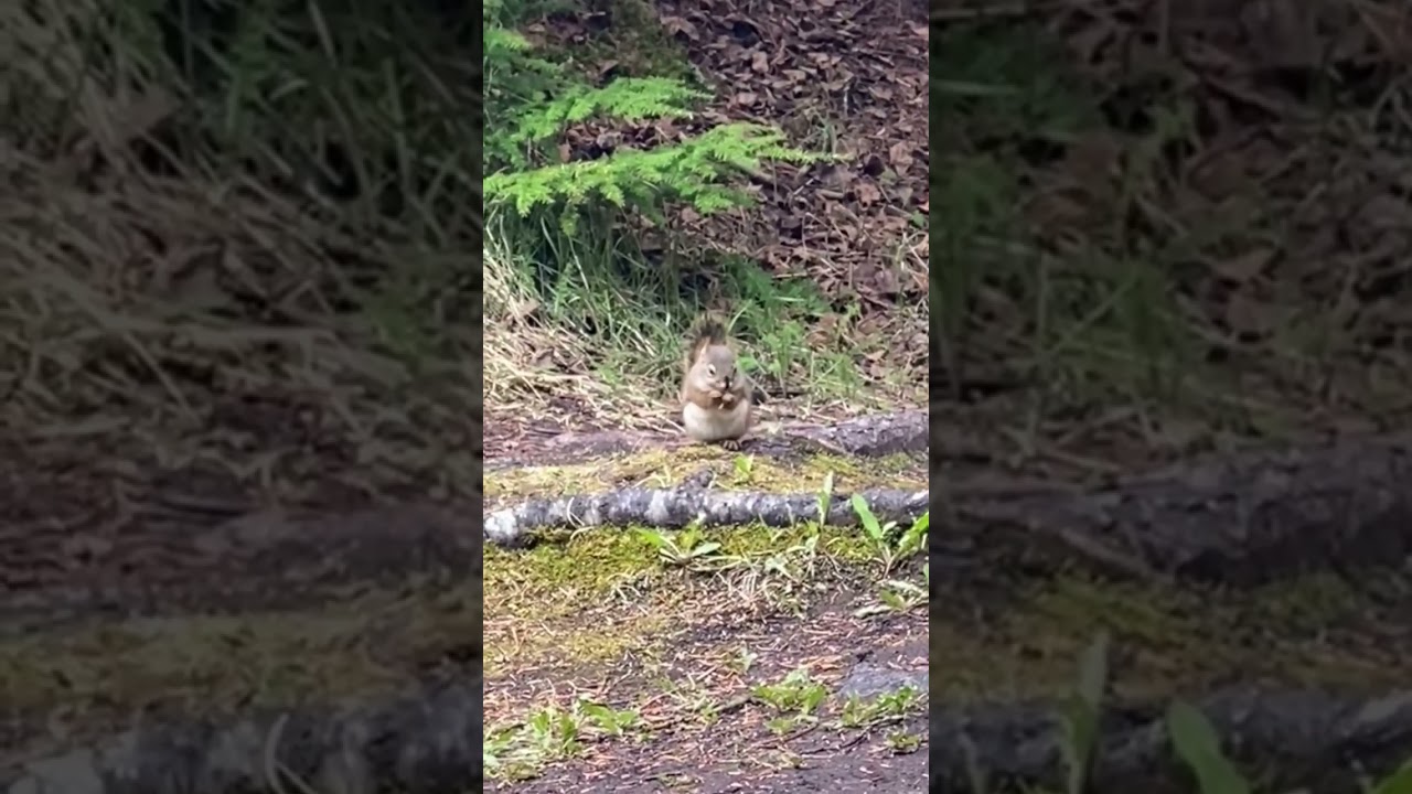 20260520 Squirrel at Yakutania Point Skagway HAL Westerdam