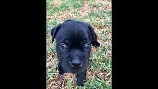 Blueblack Staffy Pups