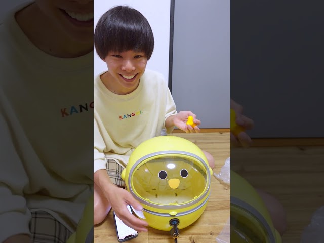 見たこと無い!!ｗめっちゃ可愛い『ひよこ』買いました😂ｗ【バイク/改造】