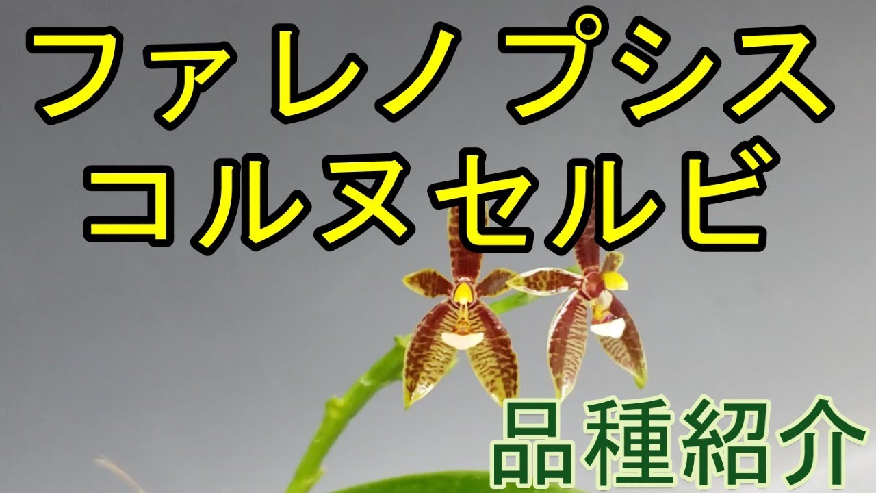 Phal.cornu-cervi ファレノプシス コルヌセルビの品種紹介 - YouTube