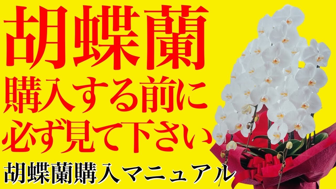 産直は絶対ダメ！良い胡蝶蘭の購入方法【胡蝶蘭購入マニュアル】悪徳