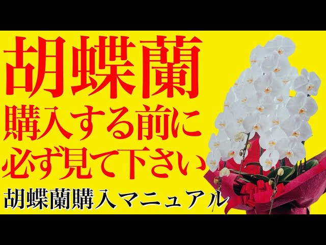 胡蝶蘭ガレージセール問い合わせ 産直は絶対ダメ！良い胡蝶蘭の購入方法【胡蝶蘭購入マニュアル】悪徳