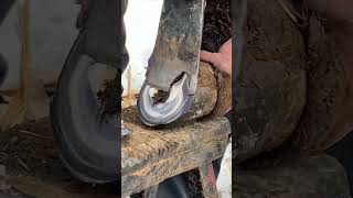 Extreme Cleaning up long hoof transformations #horse #satisfying #hoofall #usa