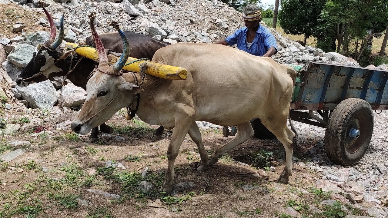 Bullockcart Racing Video